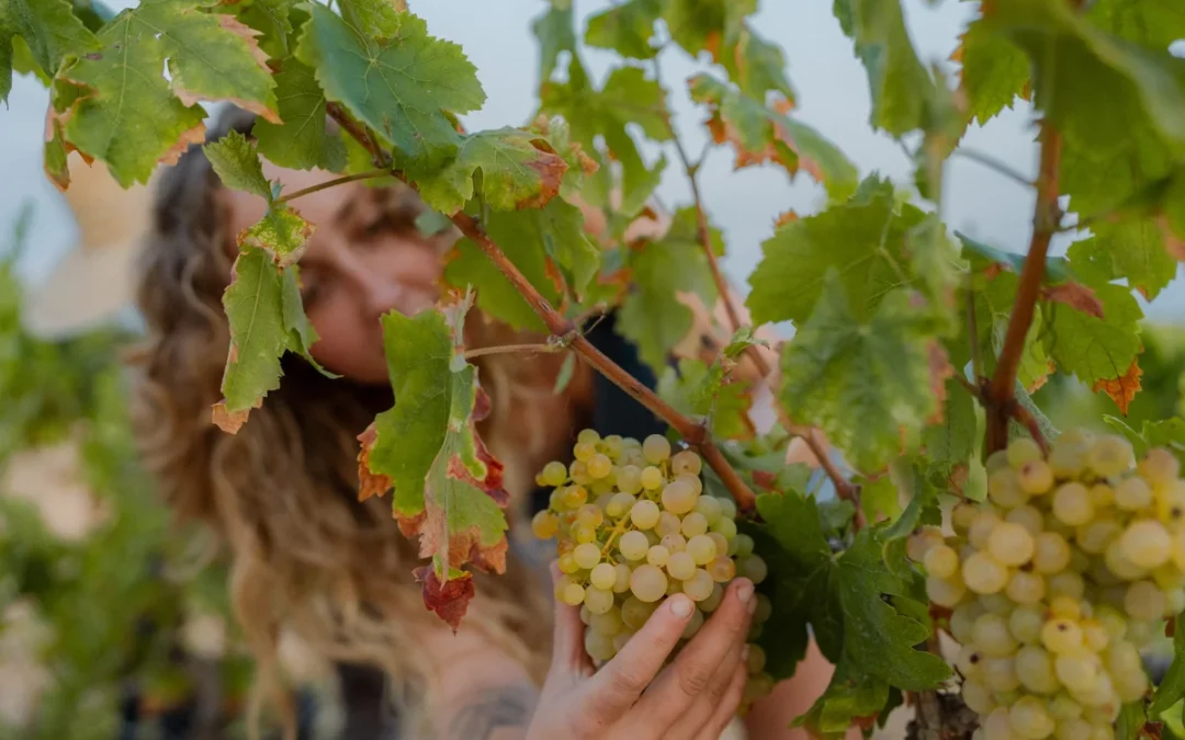 ESCAPADA ROMÀNTICA A L’ALT CAMP: ENOTURISME I TASTS DE VINS PER A DOS